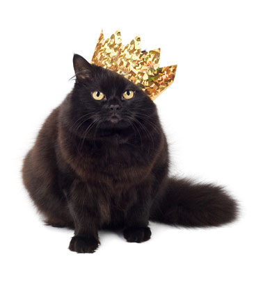 black cat wearing golden crown isolated
